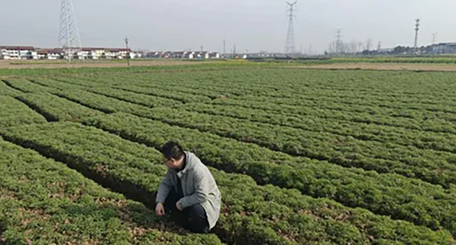 未雨绸缪探实情 精准施策控成本——必一运动深入延胡索产区开展专项调研
