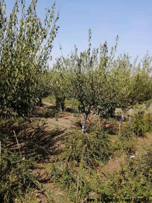 图片展示红梅树地栽养殖方法21公分红梅种植基地及批发价格