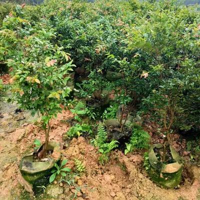 新品嘉宝果树苗四季早艾斯卡嘉沙巴南北方种植当年结果树葡萄苗