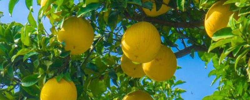 哪里适合柚子树种植有什么栽培技术吗